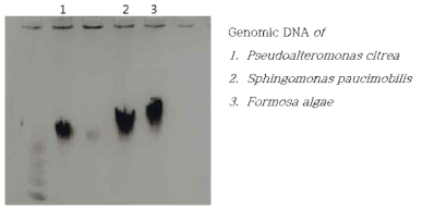 Pseudoalteromonas citrea, Sphingomonas paucimobilis, ormosa algae의 genomic DNA