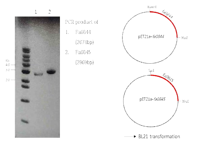 Fa0845와 Fa0844의 PCR product와 발현 벡터 제작