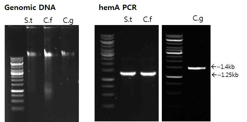 hemA의 PCR 전기영동사진