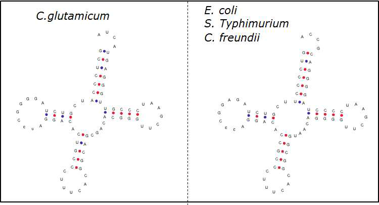 C. glutamicum과 E. coli, S. Typhimurium C. freundii의 tRNAGlu 구조