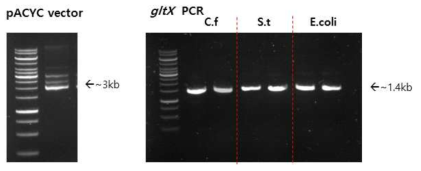 pACYC vector 및 각 종 gltX 유전자 PCR 후 전기영동 사진