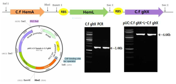pUC::C.f hemA-L-C.f gltX 모식도 및 gltX 클로닝