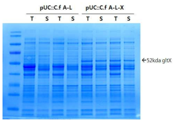 SDS-PAGE 젤 전기영동을 이용한 pUC::C.f hemA-L-C.f gltX 재조합 플라스미드의 발현양상 관찰