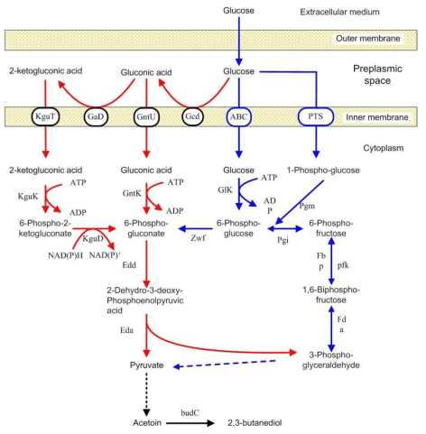 glucose catabolism and 2,3-butanediol synthesis pathway