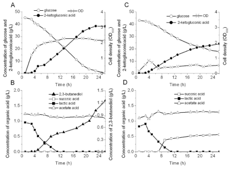 Batch culture of K. pneumoniae CGMCC 1.6636 and K. pneumoniae ΔbudA in bioreactor, the culture pH was stable at 5. (A) glucose, 2-ketogluconic acid and cell density curves of K. pneumoniae CGMCC 1.6636; (B) organic acid and 2,3-butanediol curves of K. pneumoniae CGMCC 1.6636; (C) glucose, 2-ketogluconic acid and cell density curves of K. pneumoniae ΔbudA; (D) organic acid curves of K. pneumoniae ΔbudA