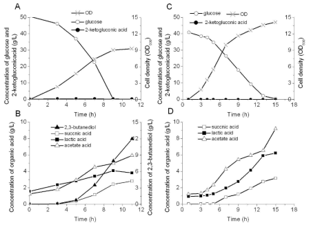 Batch culture of K. pneumoniae CGMCC 1.6636 and K. pneumoniae ΔbudA in bioreactor, the culture pH was stable at 7; (A) glucose, 2-ketogluconic acid and cell density curves of K. pneumoniae CGMCC 1.6636; (B) organic acid and 2,3-butanediol curves of K. pneumoniae CGMCC 1.6636; (C) glucose, 2-ketogluconic acid and cell density curves of K. pneumoniae ΔbudA; (D) organic acid curves of K. pneumoniae ΔbudA