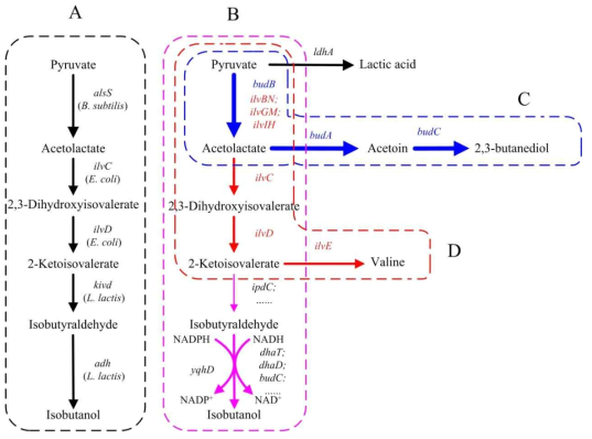 Manmade isobutanol synthesis pathway in E. coli . B: Native isobutanol synthesis pathways in K. pneumoniae. C, D: 2,3-Butanediol and valine synthesis pathways in K. pneumoniae. adh: alcohol dehydrogenase; alsS: á-acetolactate synthase; budA: á-acetolactate decarboxylase; budB: á-acetolactate synthase; budC: butanediol dehydrogenase; dhaD: glycerol dehydrogenase; dhaT:1,3-propanediol oxidoreductase; ilvBN: AHAS I; ilvC: acetohydroxy acid isomeroreductase; ilvD: dihydroxy acid dehydratase; ilvE: transaminase; ilvGM: AHAS II; ilvIH: AHAS III; ipdC: indole-3-pyruvate decarboxylase; kivd: 2-ketoacid decarboxylase; ldhA: lactate dehydrogenase; yqhD: aldehyde reductase