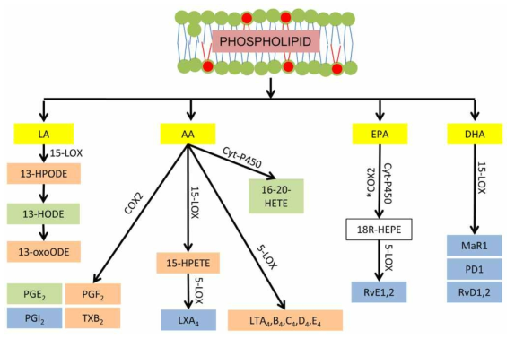염증반응 조절 신호물질 (lipid mediators)
