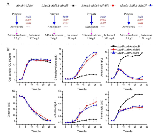 Roles of α-acetolactate synthase isoenzymes in 2-ketoisovalerate and isobutanol production. A: briefly of 2-ketoisovalerate productions; B: fermentation processes. ÄbudA-ÄldhA-ÄbudB: K. pneumoniae ÄbudA-ÄldhA-ÄbudB (filled square); ÄbudA-ÄldhA-ÄilvBN: K. pneumoniae ÄbudA-ÄldhA-ÄilvBN (filled circle); ÄbudA-ÄldhA-ÄilvIH: pneumoniae ÄbudA-ÄldhA-ÄilvIH (filled triangle)