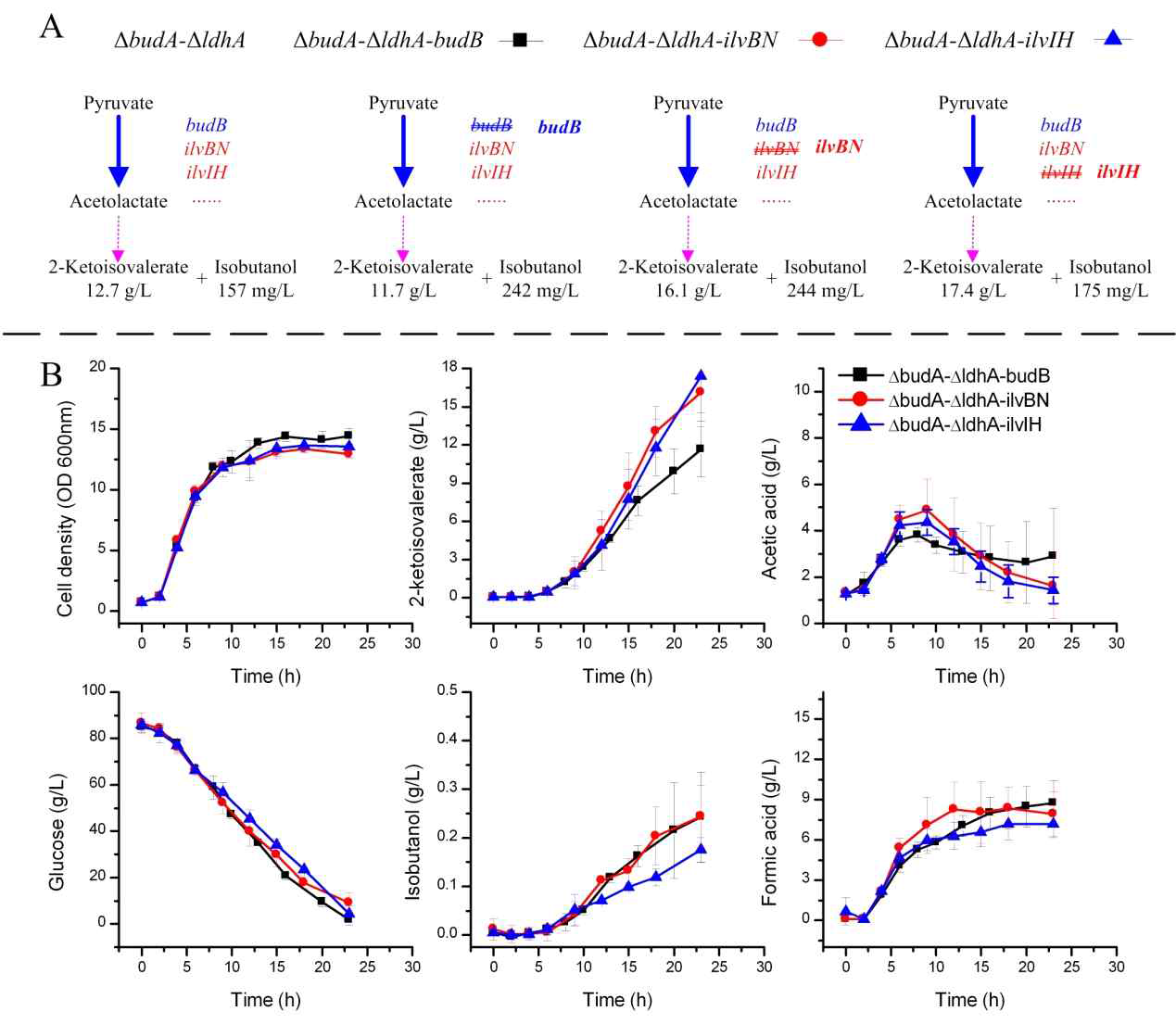 2-Ketoisovalerate and isobutanol production by α-acetolactate synthase isoenzymes complementation strains.A: briefly of 2-ketoisovalerate productions; B: fermentation processes. ÄbudA-ÄldhA-budB: K. pneumoniae ÄbudA-ÄldhA-budB (filled square); ÄbudA-ÄldhA-ilvBN: K. pneumoniae ÄbudA-ÄldhA-ilvBN (filled circle); ÄbudA-ÄldhA-ilvIH: K. pneumoniae ÄbudA-ÄldhA-ilvIH (filled triangle)