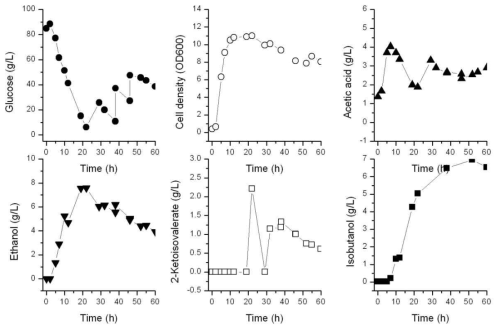 Fed batch fermentation of K. pneumoniae ΔbudA-ΔldhA-(ipdC) without induction Without induction, 2.3 g/l 2-ketoisovalerate was accumulated in the fermentation broth at 22 h culture, and its concentration decreased to the end. 6.5 g/L isobutanol was synthesized at 60 h culture. The conversion ration of glucose to isobutanol is 0.15 mol/mol. By-products of the process were still acetic acid and ethanol
