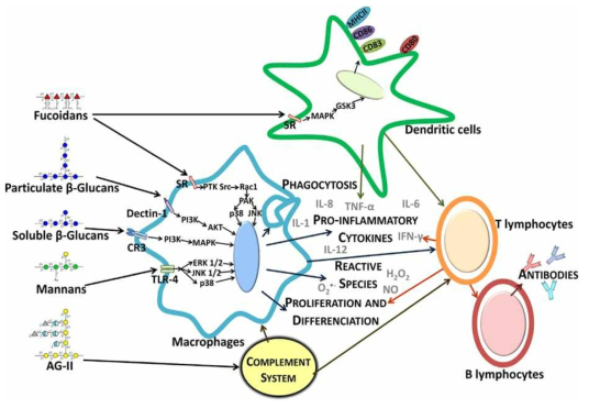 다양한 다당체에 의한 면역증진 모식도
