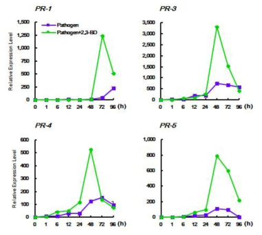 NPR1-S 식물체에 병원균 감염과 2,3-BD를 함께 처리한 후 PR 유전자의 발현 확인