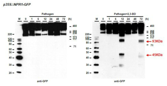 p35S::NPR1-GFP 식물체에 병원균 감염과 2,3-BD를 함께 처리한 후 total단백질에서 NPR1-GFP단백질의 oligomer와 monomer의 변화