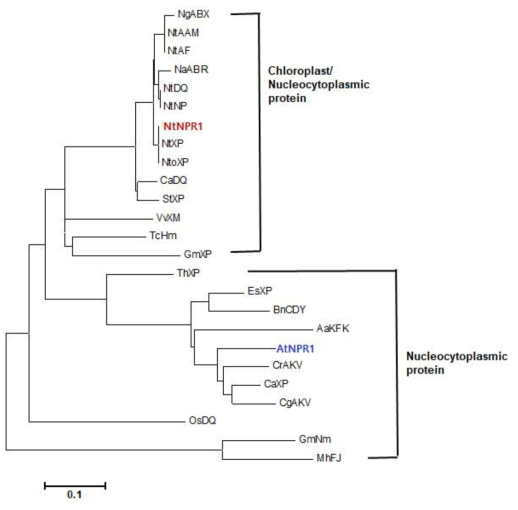 NPR1 유전자의 phylogenetic tree 및 세포내 위치 (WoLF PSORT 분석)