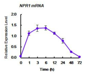 고염분 스트레스에서 NPR1 유전자 발현 확인