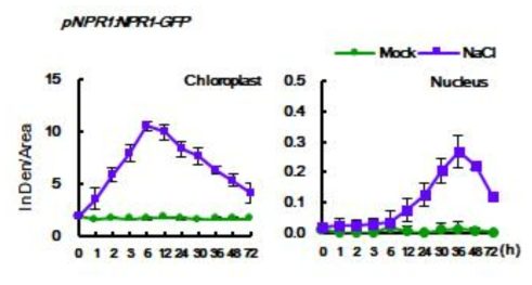 고염분 스트레스 반응에서 pNPR::NPR1-GFP protoplast 의 엽록체와 핵에서의 Image J를 통한 형광 측정