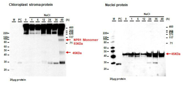 고염분 스트레스를 처리한 pNPR1::NPR1-GFP protoplast의 엽록체 스트로마 단백질, 핵단백질에서 oligomer 와 monomer의 변화