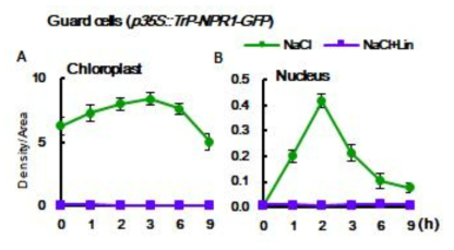 p35S::Trp-NPR1-GFP 식물체에 고염분 스트레스와 Lincomycin을 처리하여 공변세포의 엽록체와 핵에서 NPR1-GFP 측정