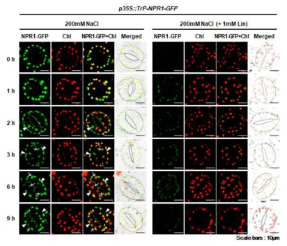 p35S::Trp-NPR1-GFP 식물체에 고염분 스트레스와 Lincomycin을 처리하여 공변세포의 NPR1-GFP 이동 관찰