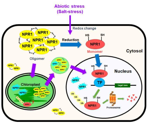 고염분 스트레스 반응에 따른 NPR1의 신호전달 모델