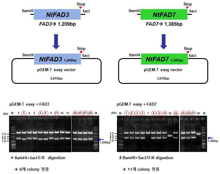NtFAD3, NtFAD7 유전자의 pGEM 벡터로의 클로닝