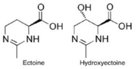 엑토인 및 하이드록시엑토인의 구조