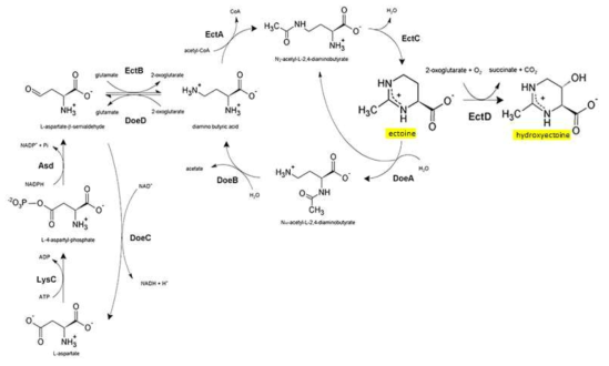 Metabolic pathway of Ectoine in Halomonas elongata