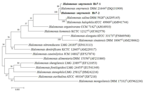 Halmonas smyrnensis Hs7-1과 Hs7-2의 계통도