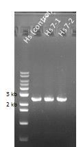 Hs, Hs7-1, 그리고 Hs7-2 균주로부터 확보된 ectABC 유전자