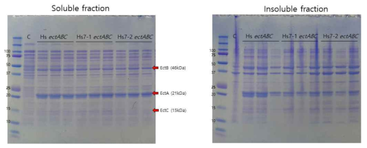 E. coli BL21에서 EctA, EctB, 그리고 EctC의 발현 확인