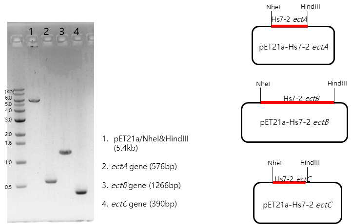 ectA, ectB 그리고 ectC 유전자 및 이의 발현을 위한 발현벡터의 제작