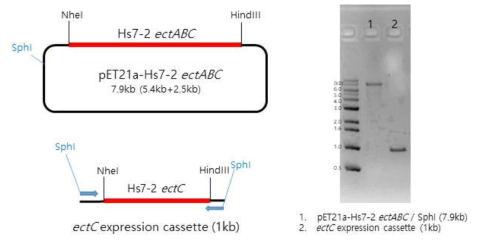 EctABC 발현벡터에 EctC expression cassette 삽입을 위한 DNA 확인