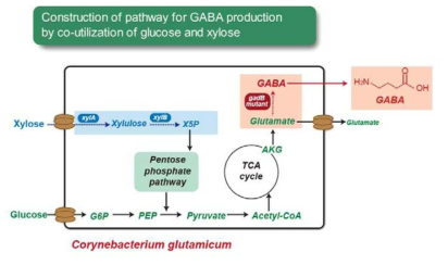 Pathway for glucose and xylose utilization for GABA production in recombinant C. glutamicum