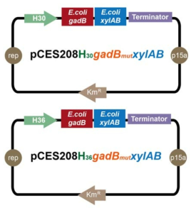 Vectors constructed for heterologous expression of mutated glutamate decarboxylase (Glu89Gln/△452-466), xylose isomerase and xylulokinase from E. coli