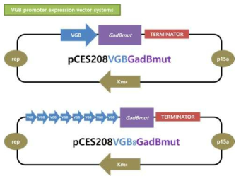 Timeprofile of GABA production by recombinant C. glutamicum strains expressing GadBmut under Pvgb (A) and Pvgb8 (B)