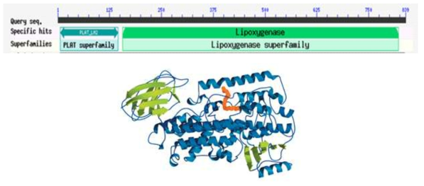 Lipoxygenase 효소의 일반적인 구조