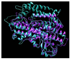 본 연구에서 활용된 조류 유래 lipoxygenase 효소의 구조 분석 (분자모델링)