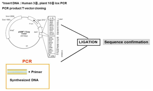 본 실험에 사용된 Lipoxygenase 13 종의 PCR 산물 클로닝