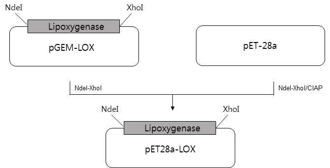 Lipoxygenase의 유도성 발현 플라스미드 구축