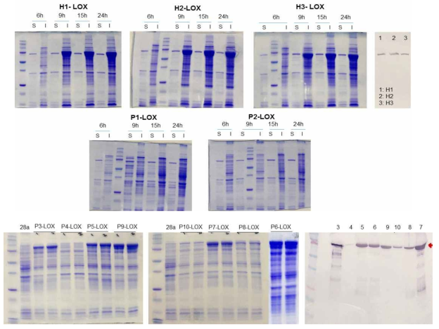 Lipoxygenase 단백질의 SDS-PAGE 및 western-blot 확인