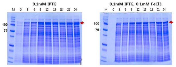 0.1mM IPTG와 0.1mM FeCl의 조건 하에서 P5-lipoxygenase의 발현