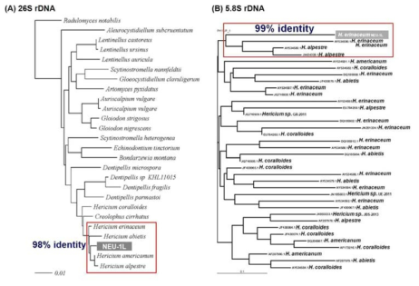 Hericium erinaceus NEU-L1 균주의 26S rDNA (A)와 5.8S rNDA 염기서열(B)에 기초한 NCBI DB에 등록된 유사 버섯 균주의 26S rDNA와 5.8S rDNA의 유전학적 상관관계 분석