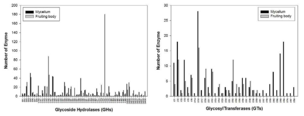 버섯 균사체와 자실체의 전사체에서 발현되는 CAZyme 효소 그룹 중 GHs와 GTs 효소의 개별적 발현 양상 비교 분석