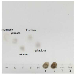 배양 샘플의 TLC 결과 1; L. mesenteroides 산 가수분해, 2; L. casei 산 가수분해, 3; L. mesenteroides 효소 가수분해, 4; L. casei 효소 가수분해