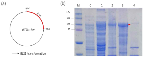 E. coli (BL21)에서 발현위한 발현 벡터(a)와 단백질 발현 후 SDS-PAGE결과