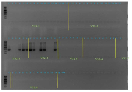 pBGWFS7 vector에 들어있는 bar 유전자 PCR 결과