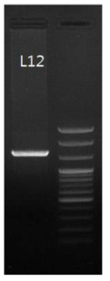 L12를 iPCR하여 전기영동한 결과