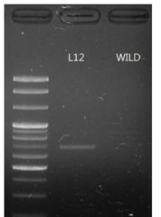 LM고추 L12 LB region confirm PCR 결과