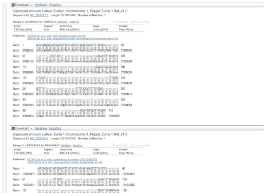 L12 LB region 염기서열의 unknown sequence의 NCBI Database에 대한 BLAST 결과